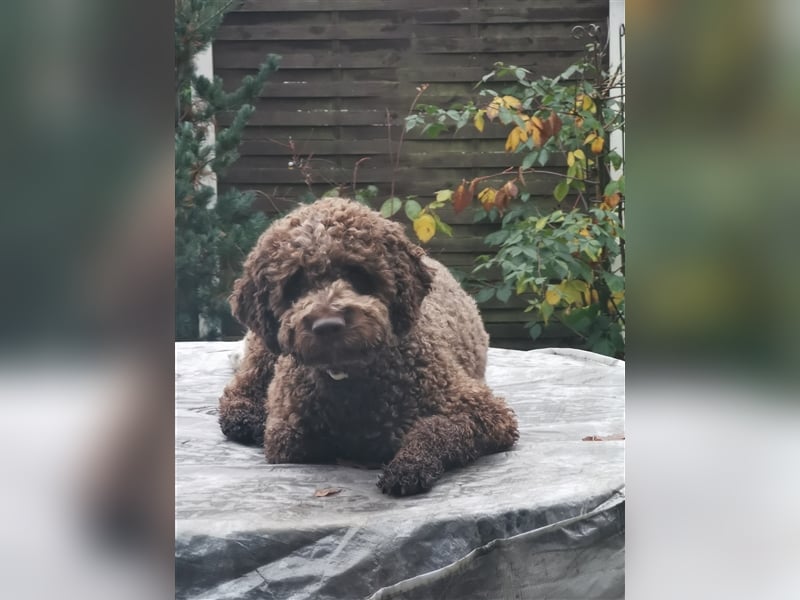 Lagotto Romagnolo Deckrüde