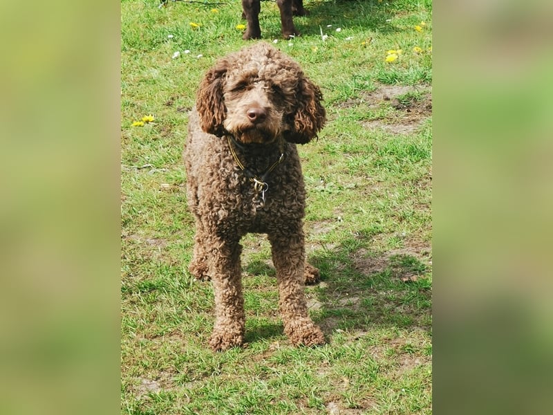 Lagotto Romagnolo Deckrüde