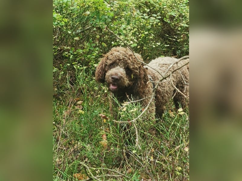 Lagotto Romagnolo Deckrüde