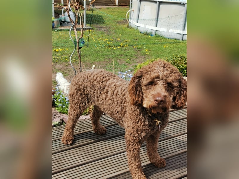 Lagotto Romagnolo Deckrüde