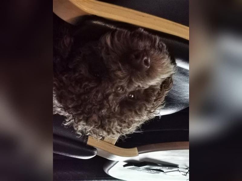 Lagotto Romagnolo Deckrüde