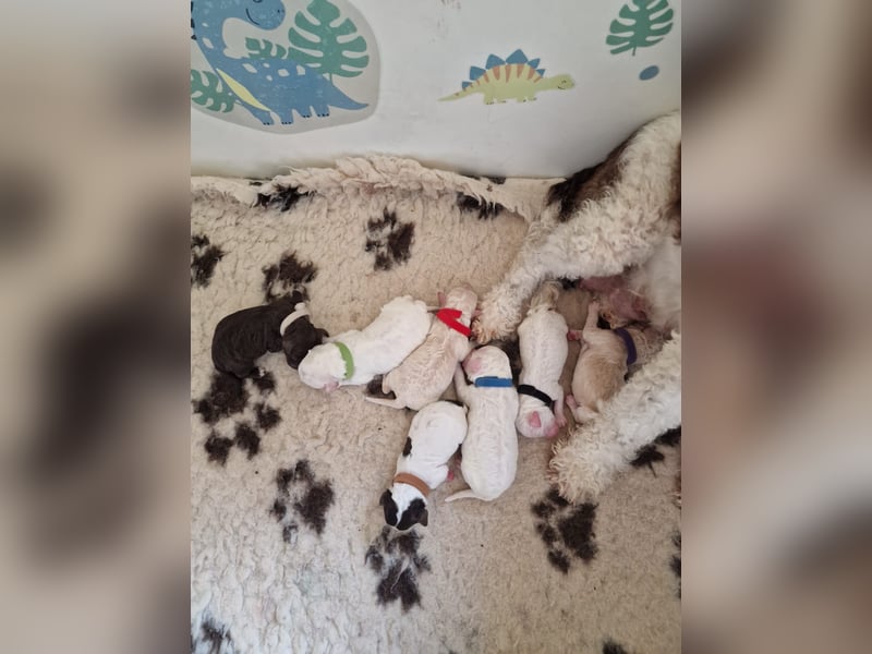 Lagotto Romagnolo Welpen vom Fichtelhof