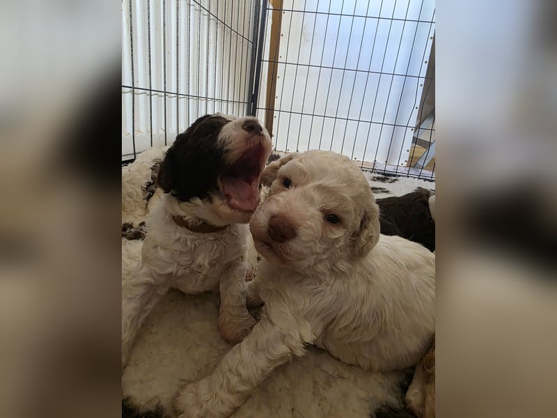 Lagotto Romagnolo Welpen vom Fichtelhof