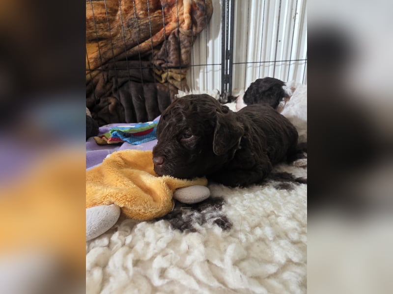 Lagotto Romagnolo Welpen vom Fichtelhof