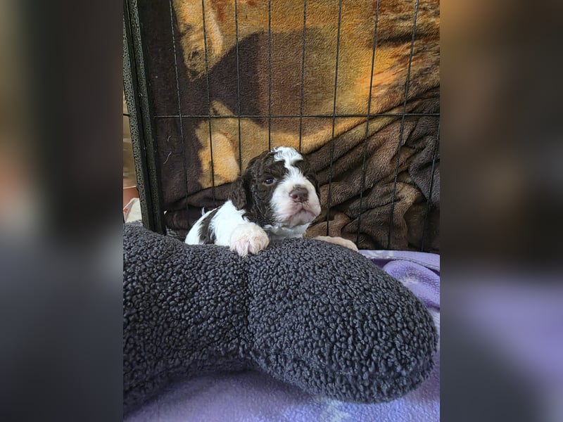 Lagotto Romagnolo Welpen vom Fichtelhof