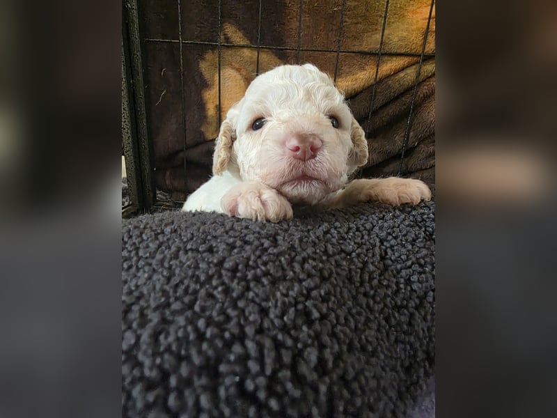 Lagotto Romagnolo Welpen vom Fichtelhof