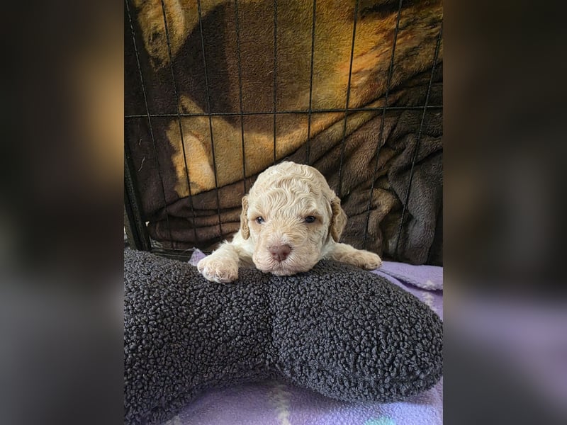 Lagotto Romagnolo Welpen vom Fichtelhof