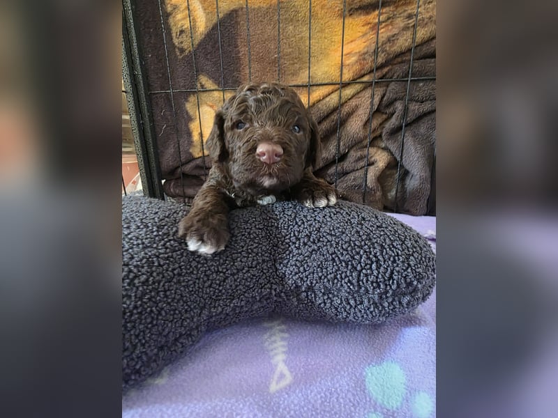 Lagotto Romagnolo Welpen vom Fichtelhof