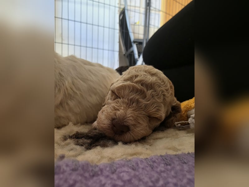 Lagotto Romagnolo Welpen vom Fichtelhof