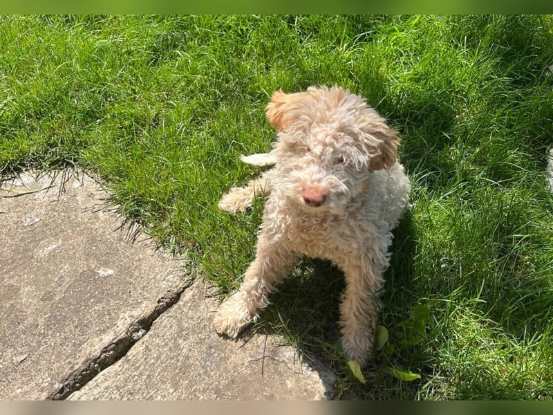 Igor, Lagotto Romagnolo male, born on December 25, 2024