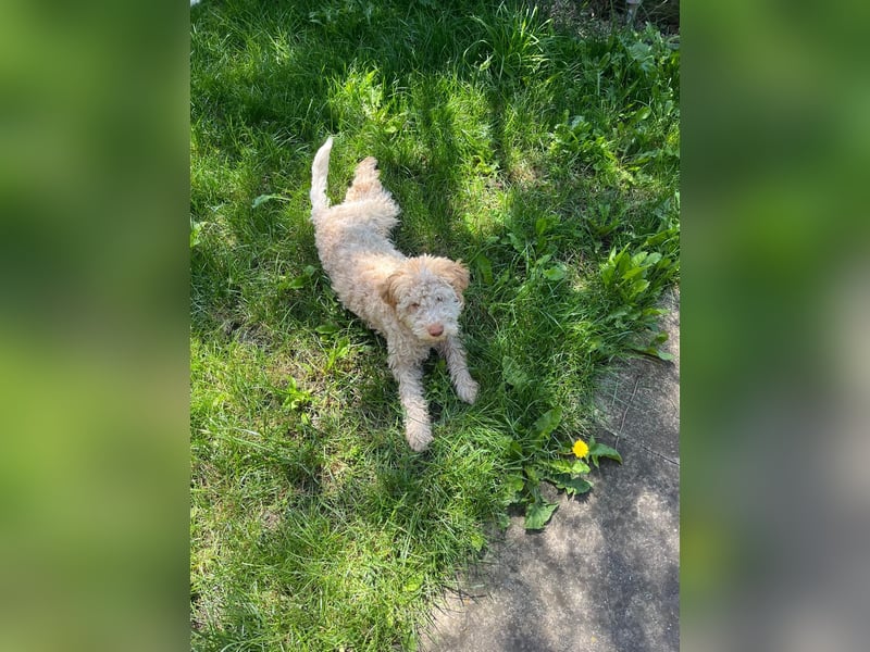 Igor, Lagotto Romagnolo male, born on December 25, 2024