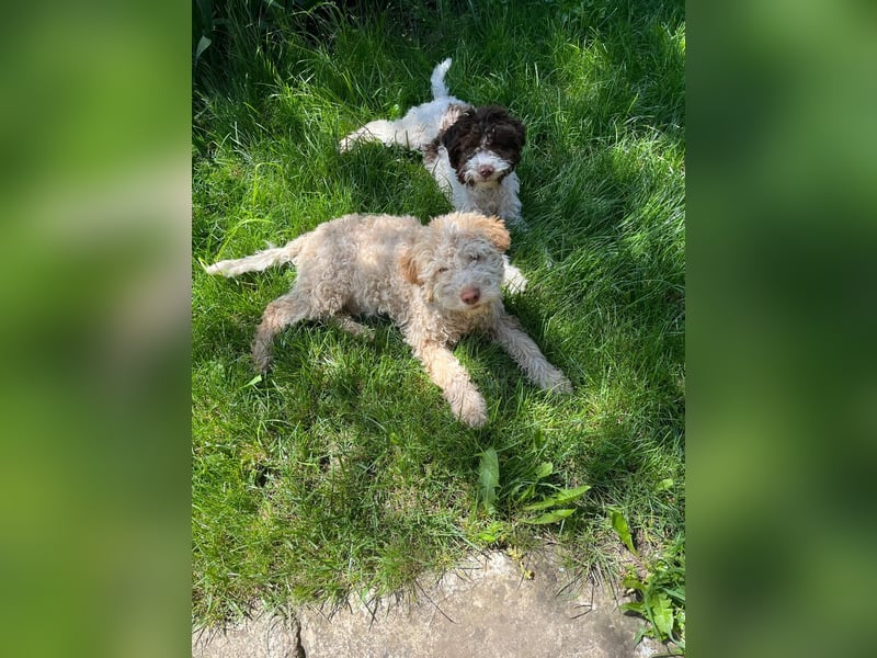 Igor, Lagotto Romagnolo male, born on December 25, 2024