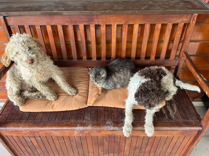 Igor, Lagotto Romagnolo male, born on December 25, 2024