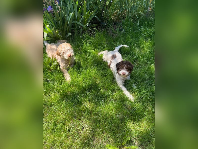 Igor, Lagotto Romagnolo male, born on December 25, 2024