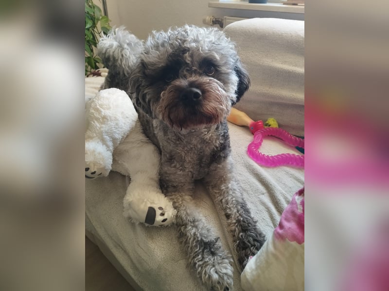 liebevoller Hund sucht sein Zuhause für immer!
