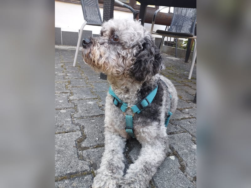 liebevoller Hund sucht sein Zuhause für immer!