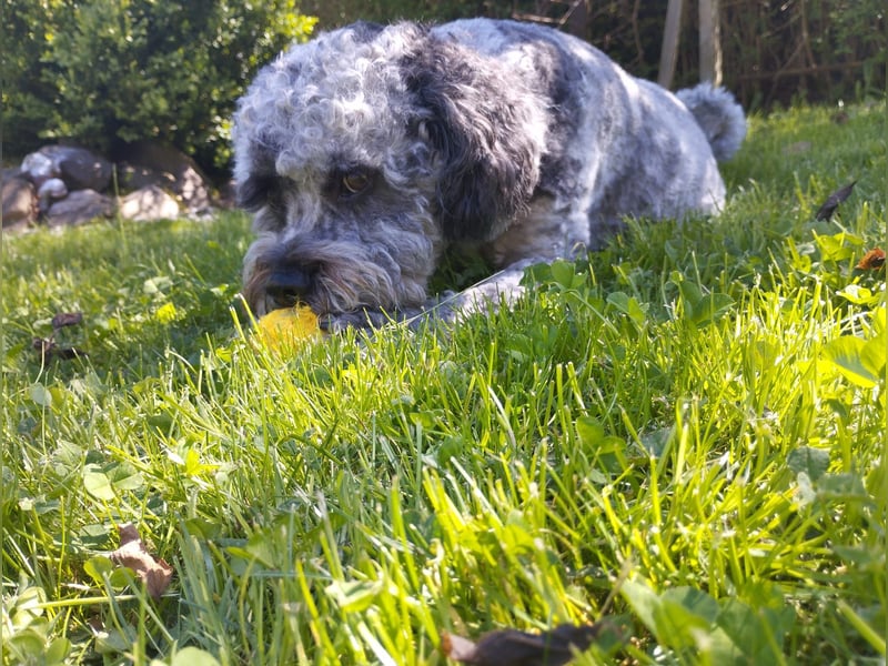 liebevoller Hund sucht sein Zuhause für immer!