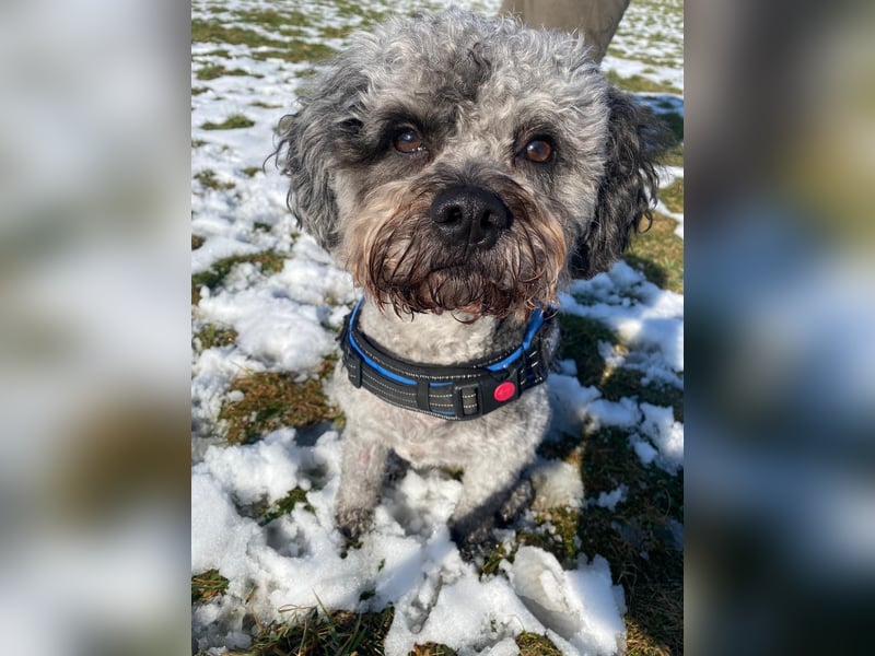 liebevoller Hund sucht sein Zuhause für immer!