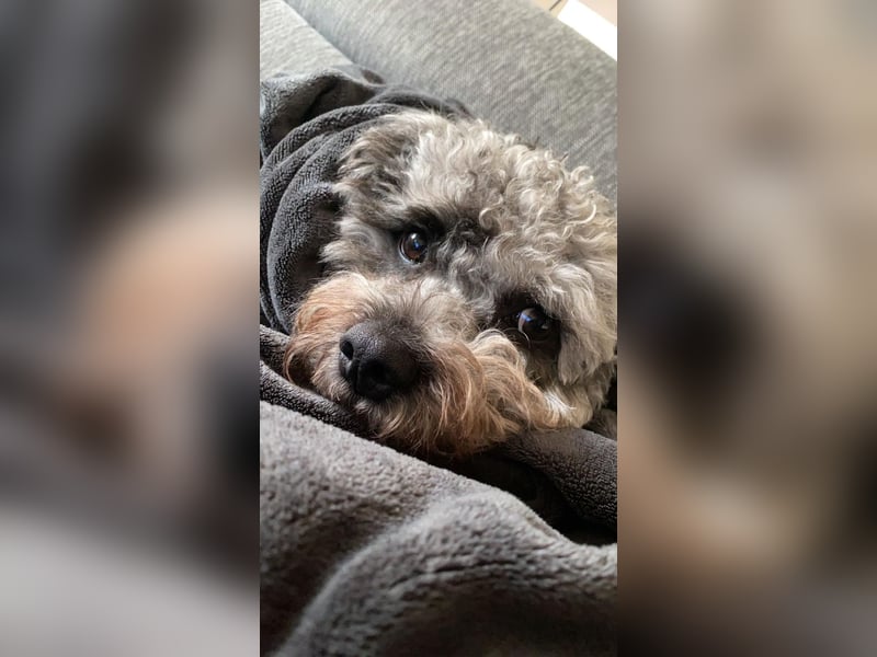 liebevoller Hund sucht sein Zuhause für immer!