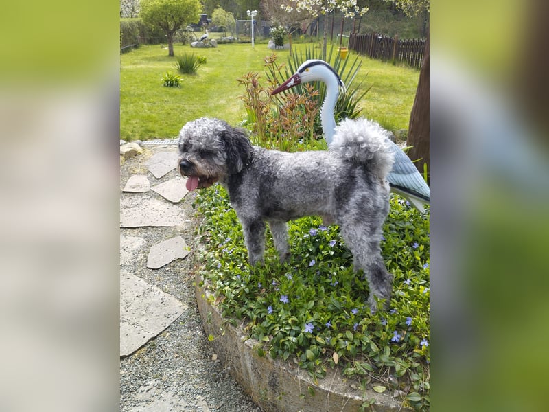 liebevoller Hund sucht sein Zuhause für immer!
