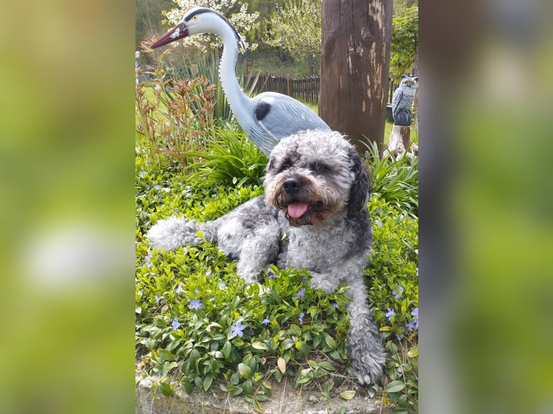 liebevoller Hund sucht sein Zuhause für immer!