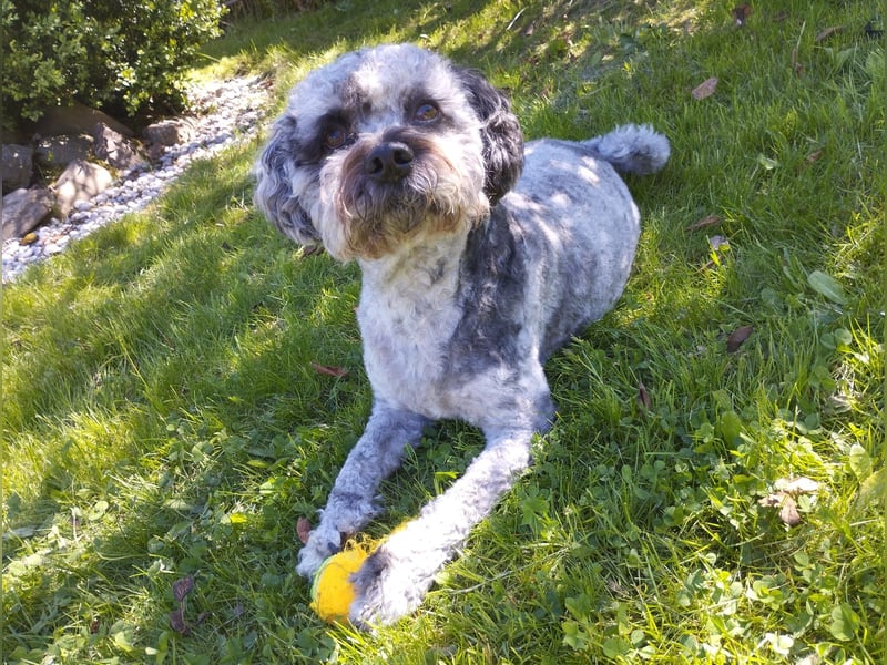 liebevoller Hund sucht sein Zuhause für immer!
