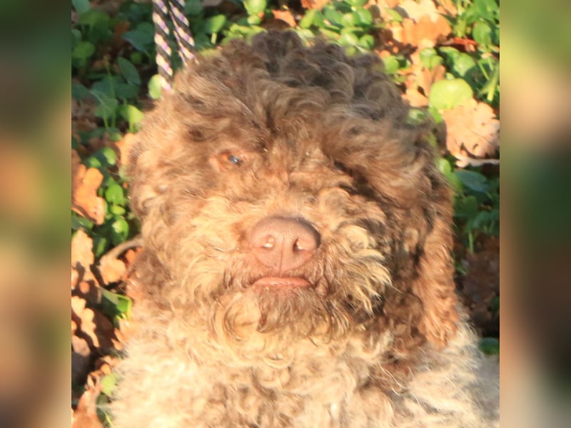 Lagotto romagnolo male