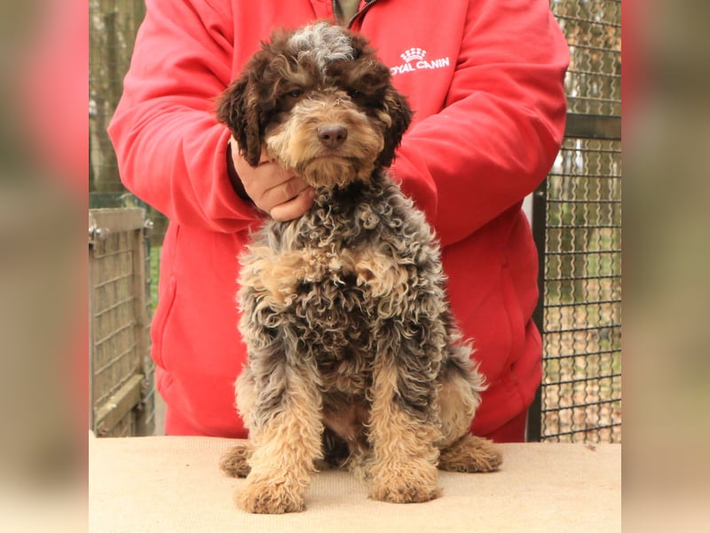 Lagotto romagnolo puppy 6