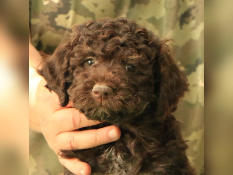 Lagotto romagnolo - puppy 1