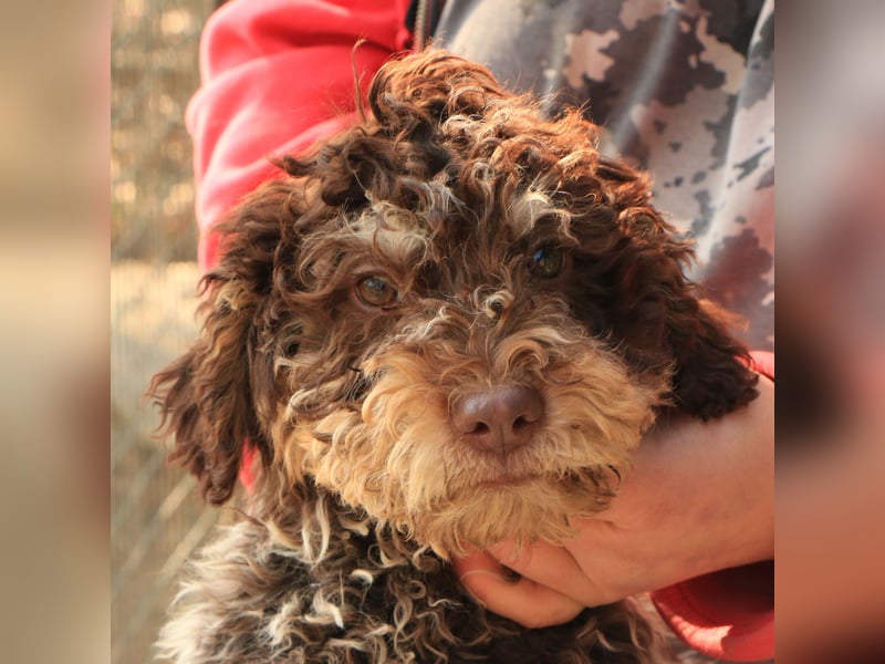 Lagotto romagnolo puppy 4