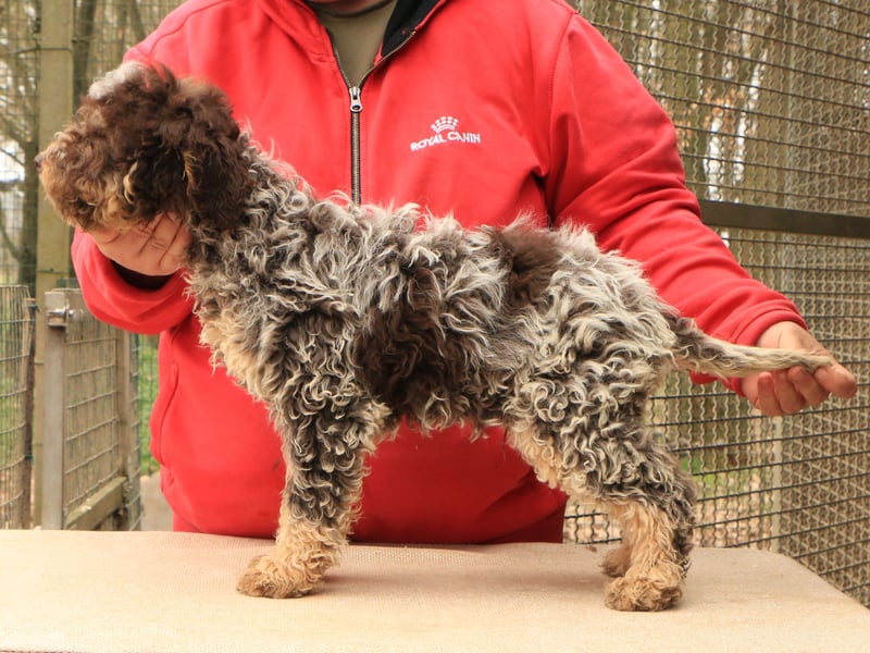 Lagotto romagnolo puppy 6