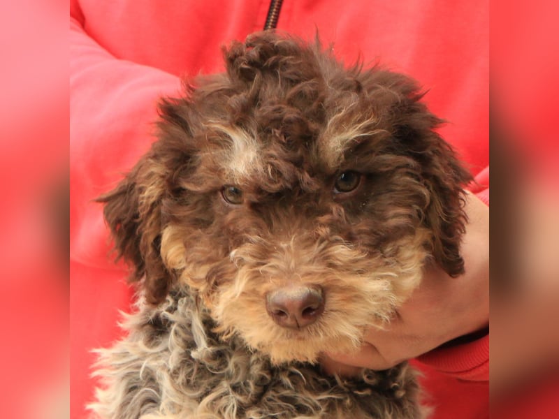 Lagotto romagnolo puppy 5