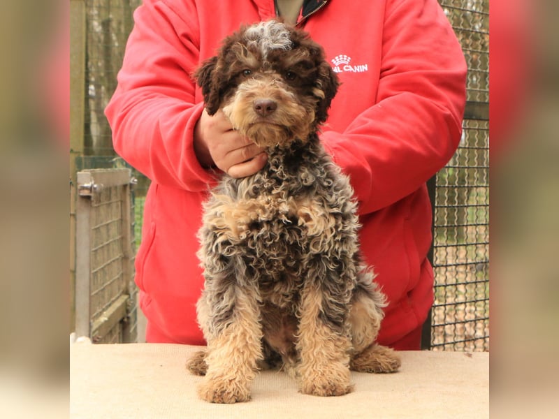 Lagotto romagnolo puppy 6