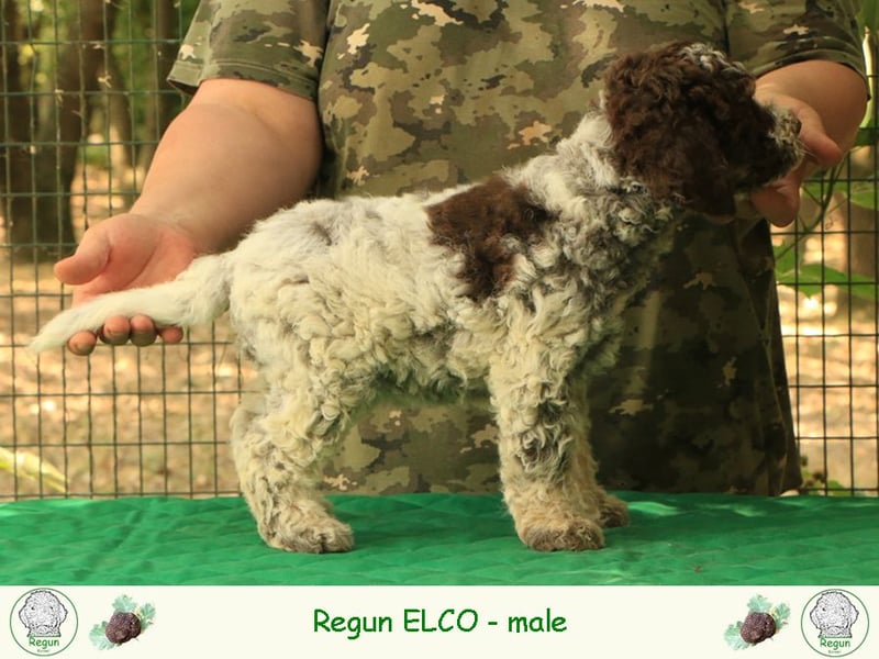 Lagotto romagnolo - puppy 2