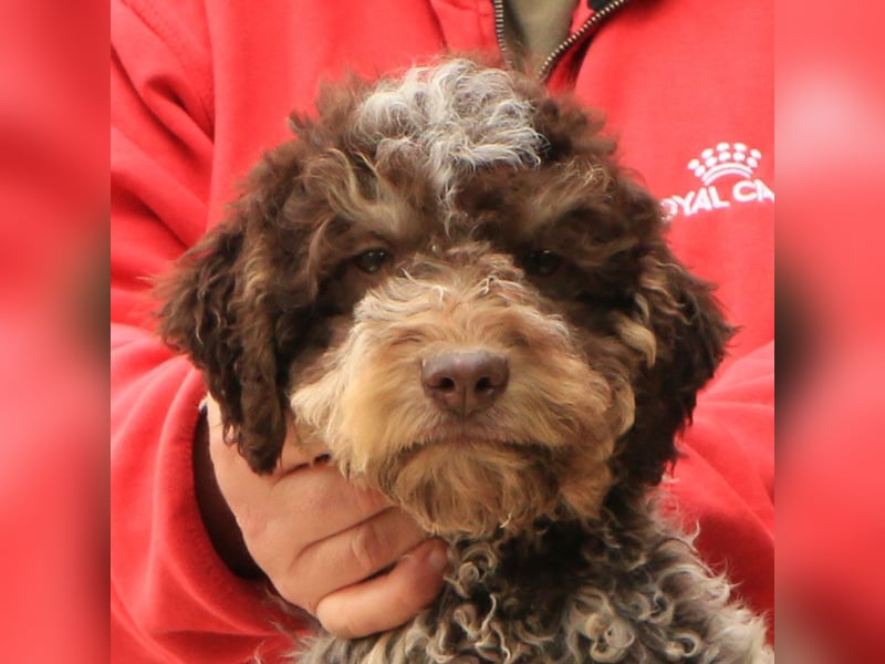 Lagotto romagnolo puppy 6