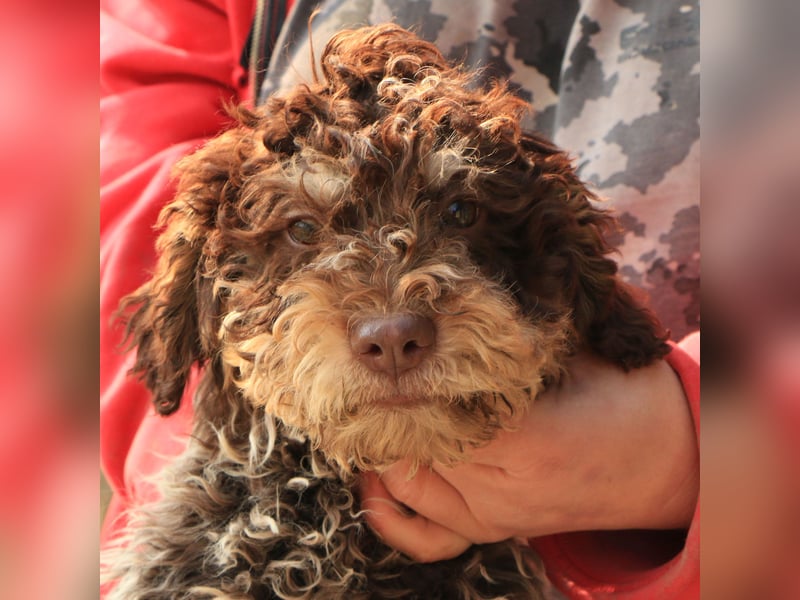 Lagotto romagnolo puppy 4