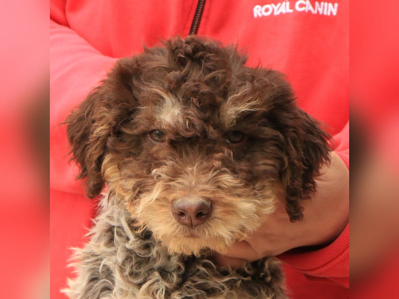 Lagotto romagnolo puppy 5