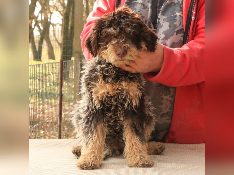 Lagotto romagnolo puppy 4