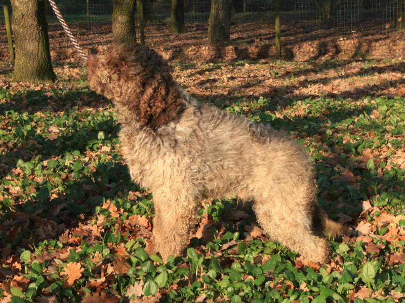 Lagotto romagnolo male
