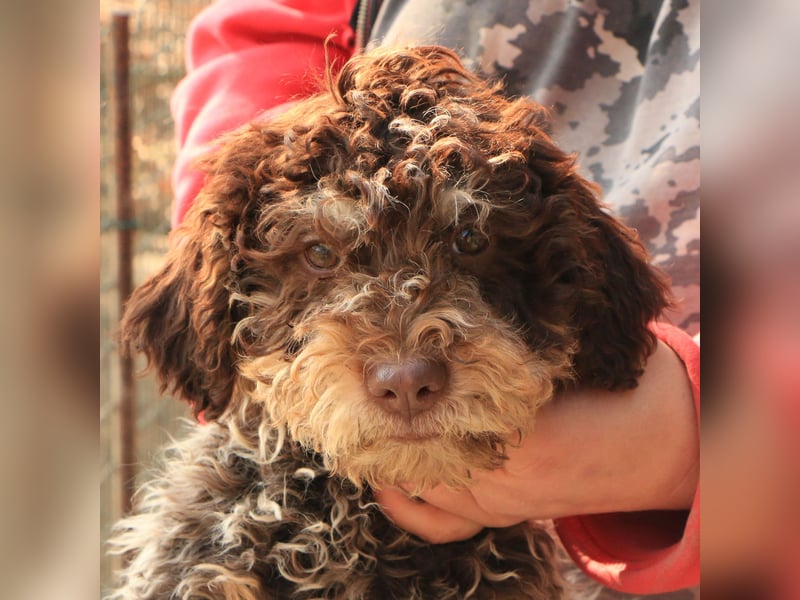 Lagotto romagnolo puppy 4