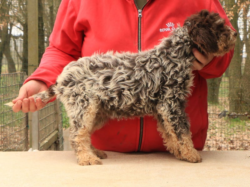 Lagotto romagnolo puppy 5
