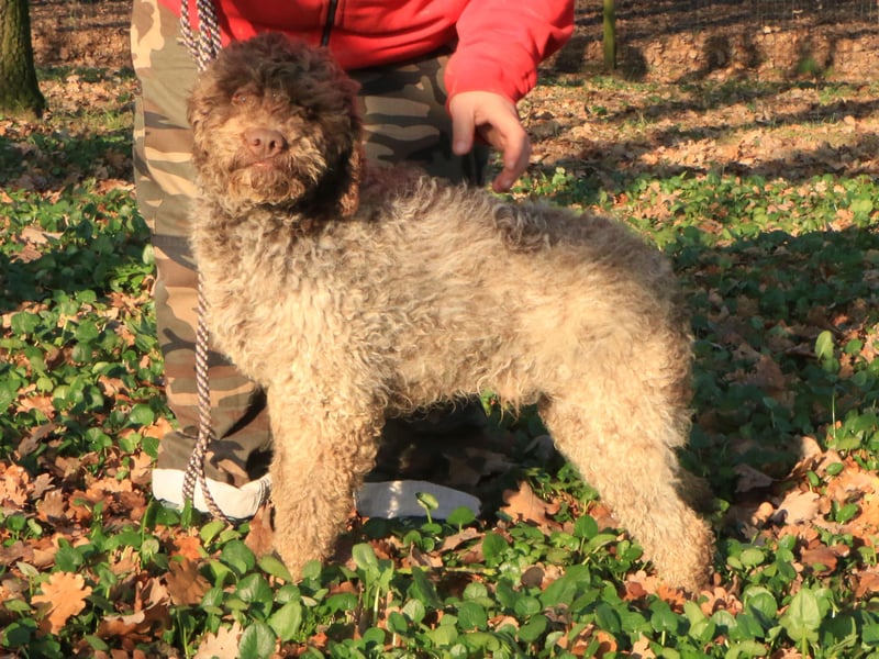 Lagotto romagnolo male