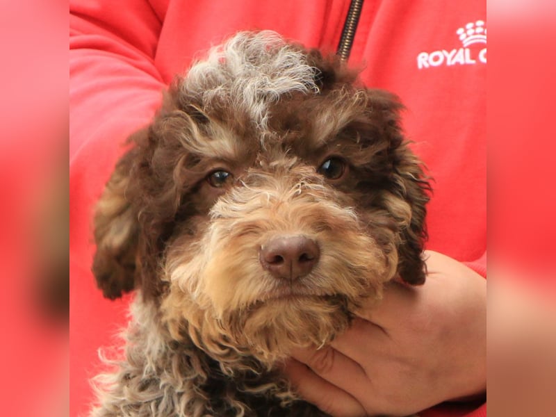 Lagotto romagnolo puppy 6