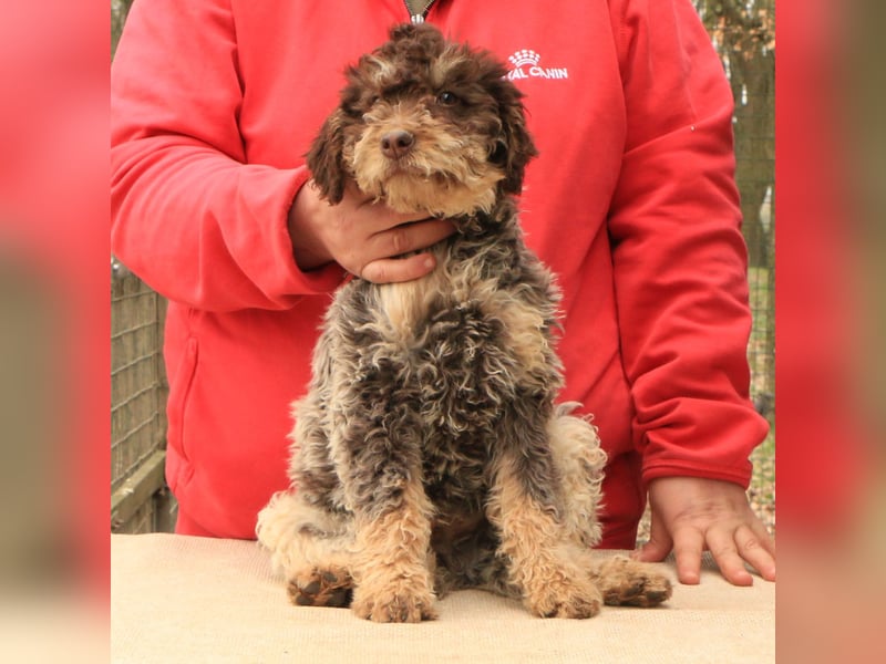 Lagotto romagnolo puppy 5