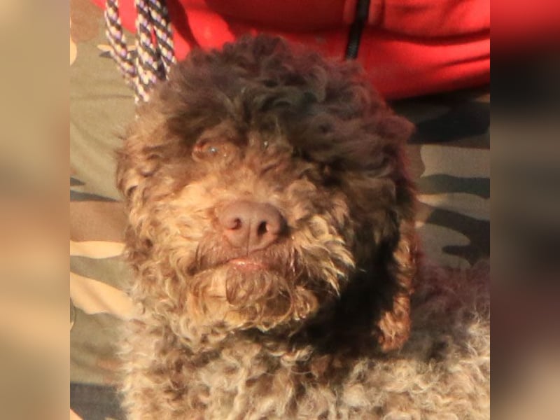 Lagotto romagnolo male