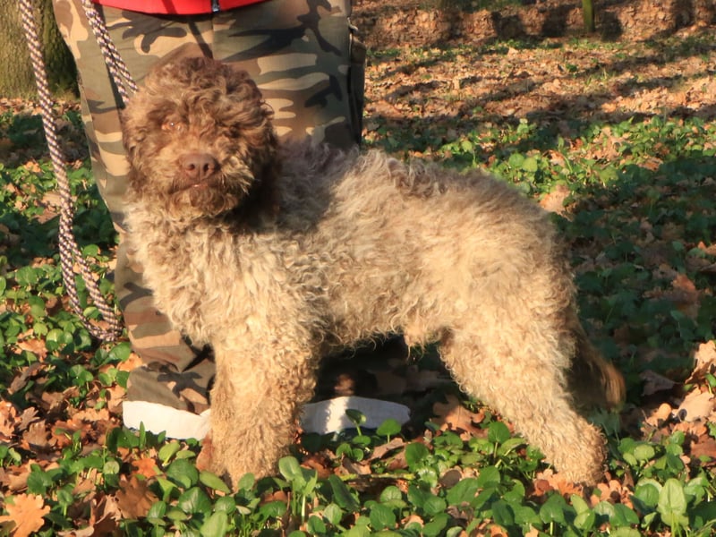 Lagotto romagnolo male