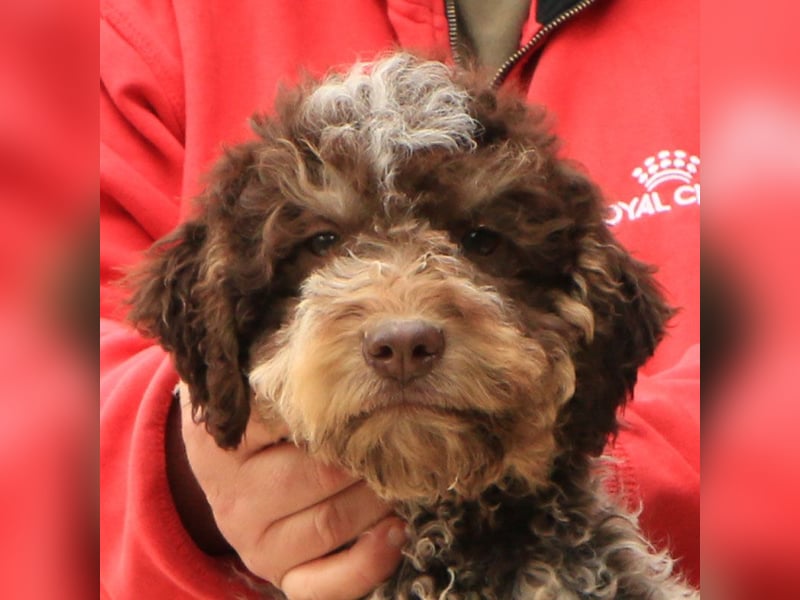 Lagotto romagnolo puppy 6