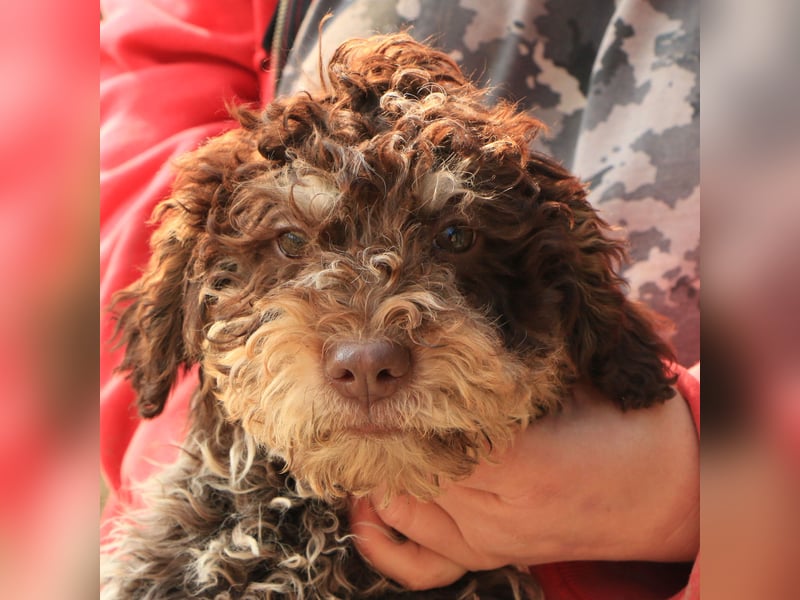 Lagotto romagnolo puppy 4