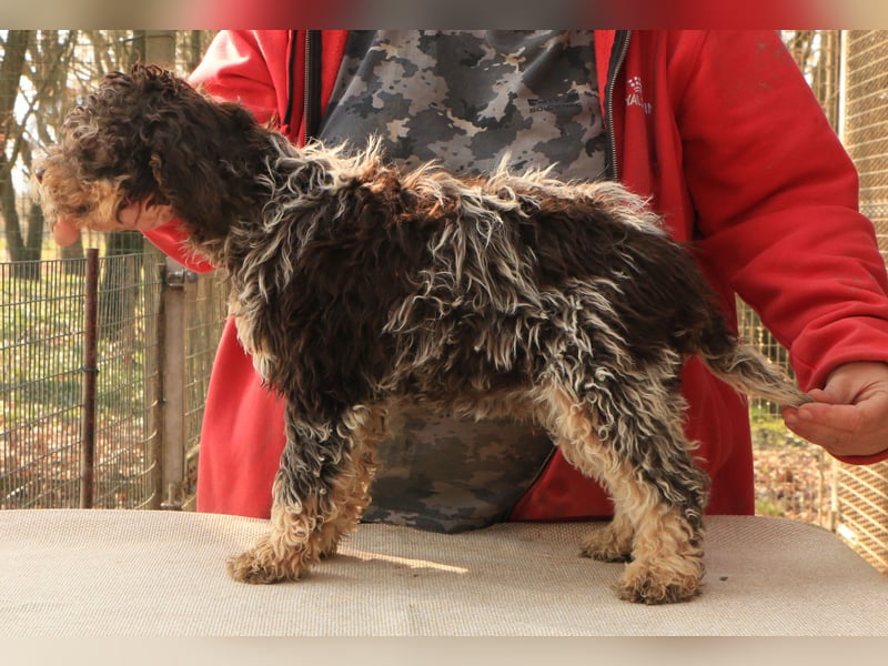 Lagotto romagnolo puppy 4