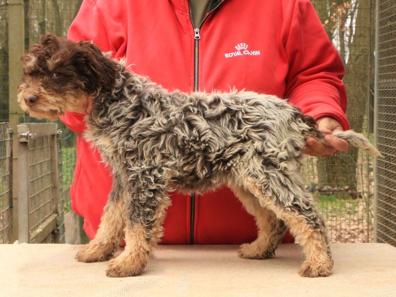 Lagotto romagnolo puppy 5
